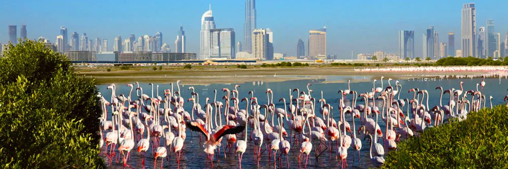 Ras Al Khor Wildlife Sanctuary