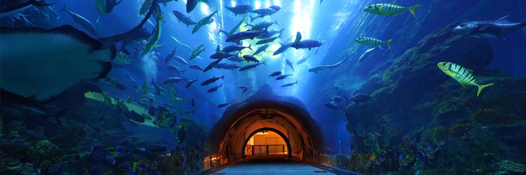 Visiting Dubai Aquarium