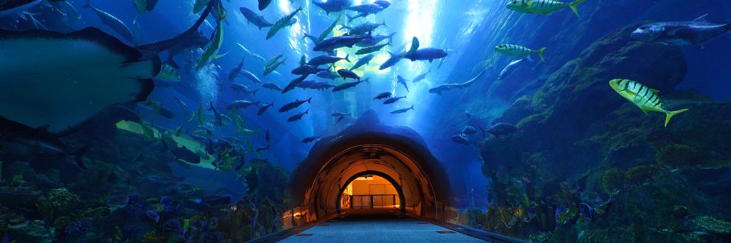Dubai Aquarium