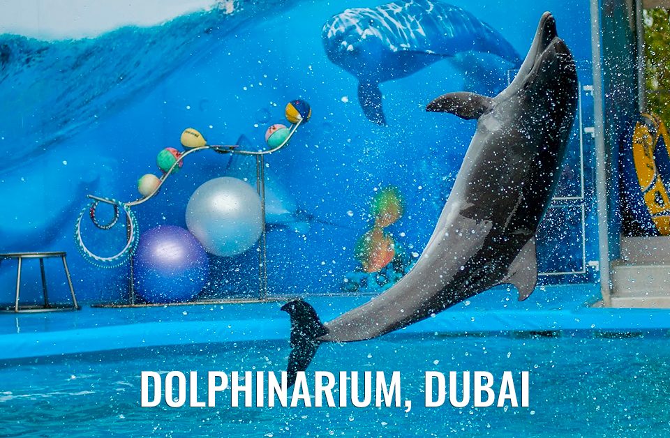 A Comprehensive Guide to Dubai Dolphinarium