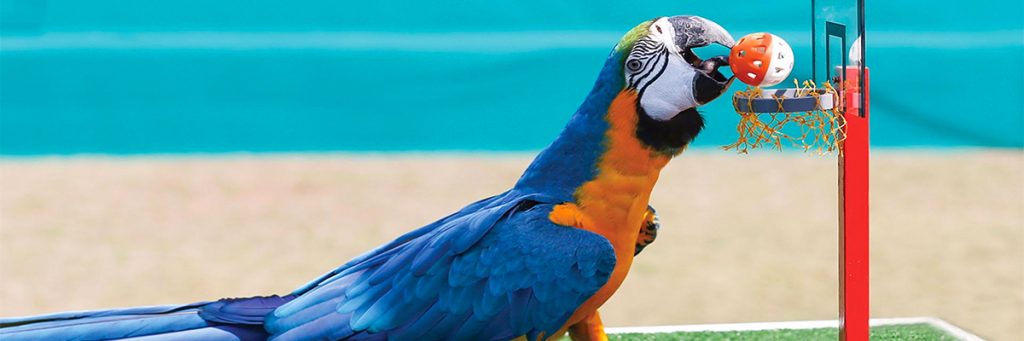 Exotic Bird Show