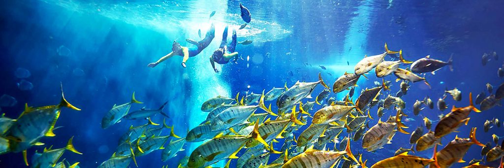 Snorkeling Adventure