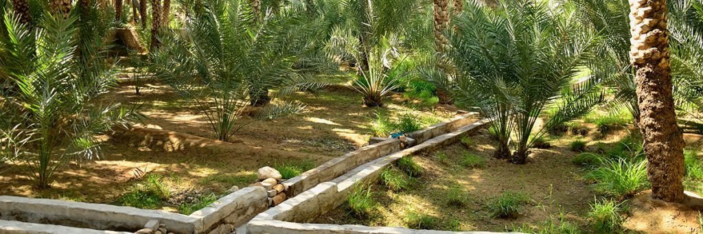 Al Ain Oasis