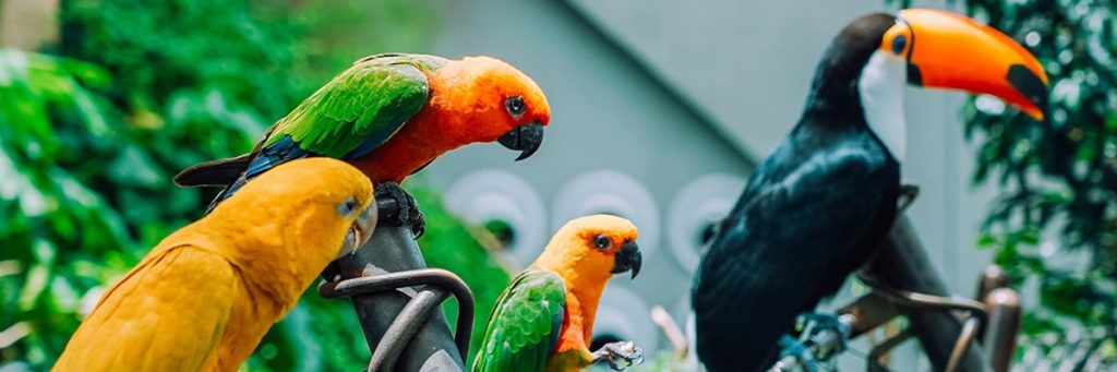 Bird Encounter Package