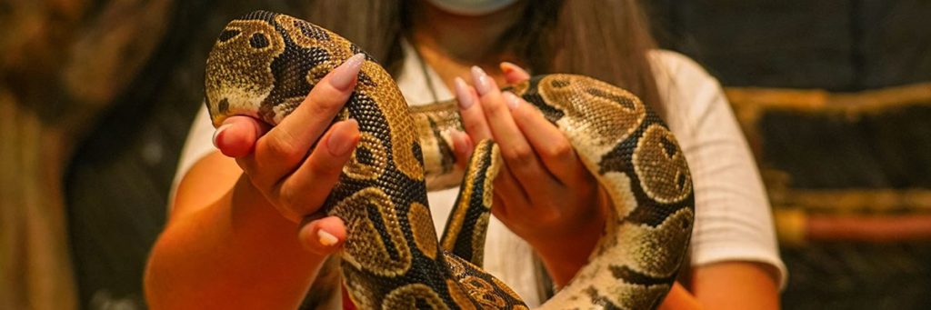 Reptile Encounter Package