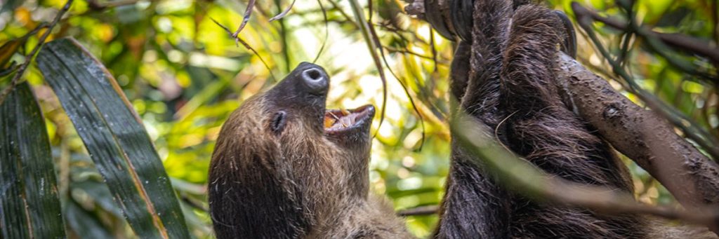 Sloth Encounter Package