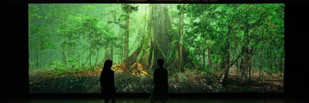 The Forest
